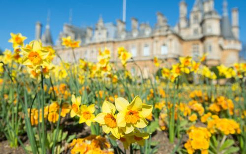 daffodils at waddesdon photo derek pelling %c2%a9 national trust waddesdon manor 640x400