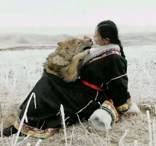 突然翻红！感动全网的狼王“格林”还活着吗？