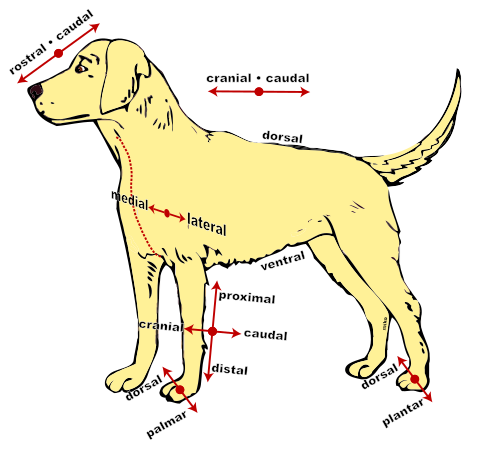 Anatomical terms of location in a dog