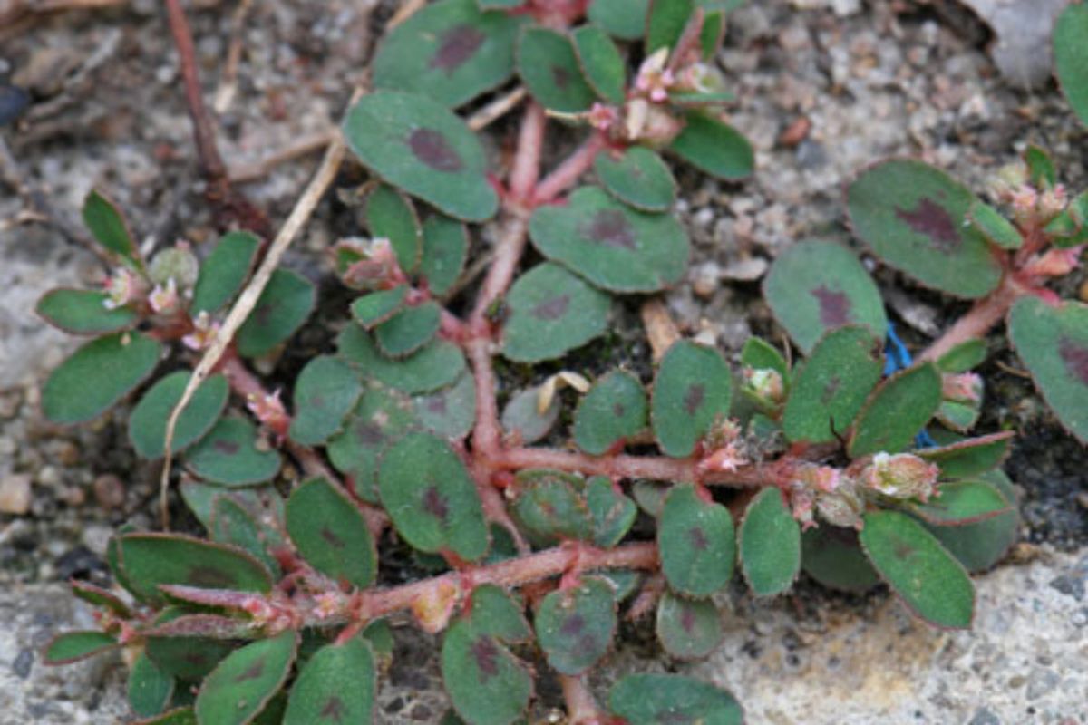 Spotted Spurge: The Weed Nobody Knows – Laidback Gardener