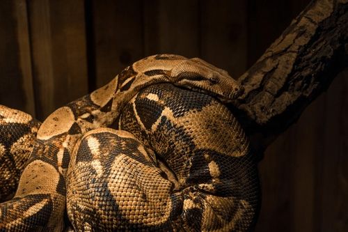 Huge python snake resting on a branch. Stock Photo