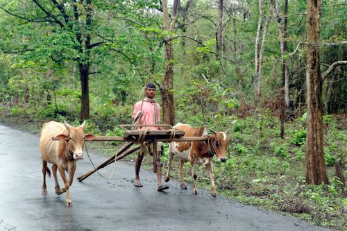 farmer with bullock cart in dandeli at karnataka, india, asia - bullock cart india stock pictures, royalty-free photos & images