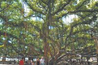 Rotary Clubs to host wildfires recovery workshop Saturday | News, Sports, Jobs - Maui News