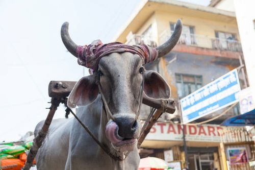 ox chart in the narrow streets of old delhi, india - indian bullock cart stock pictures, royalty-free photos & images