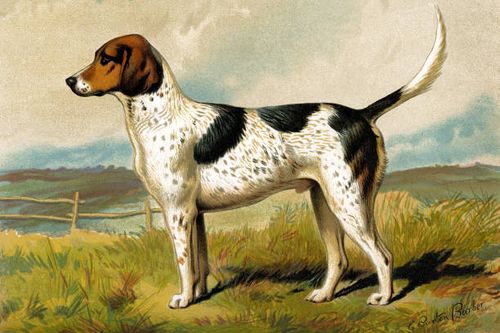 Painting of a Foxhound, 1881.