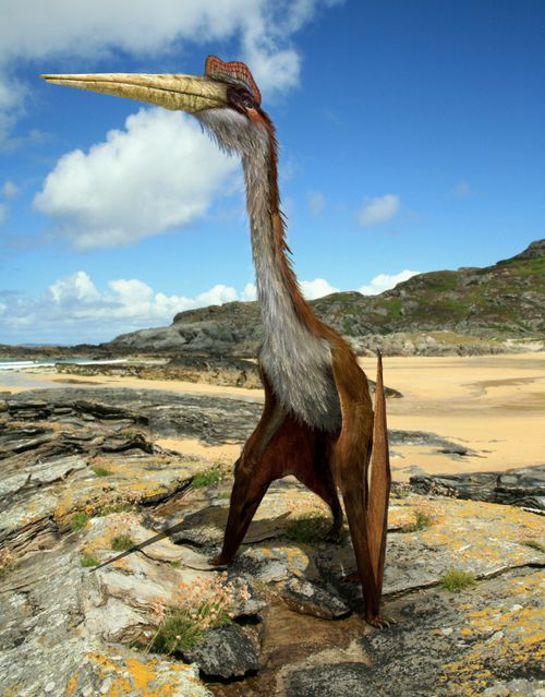 Quetzalcoatlus by johnson mortimer-d9n2b06.jpg