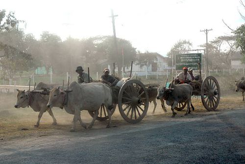 Group of ox carts journey home everyday in the evening. Bago,Myanmar-January 31,2014 : Group of unidentified farmer riding on their ox cart, carrying supplies the highway runs along to a village on January 31,2014 in Bago,Myanmar. bullock cart stock pictures, royalty-free photos & images