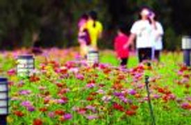 石狮峡谷旅游路“百日草”争相斗艳