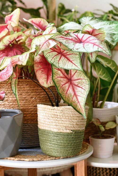 colorful exotic caladium plants in flower pots inside urban jungle living room