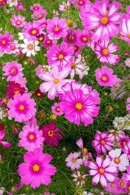 cosmos are annual flowers with colorful, daisy like flowers