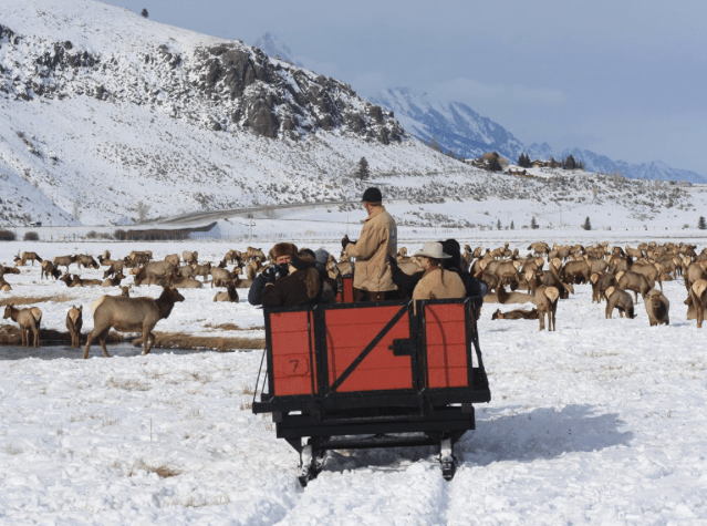 National Elk Refuge sleigh ride