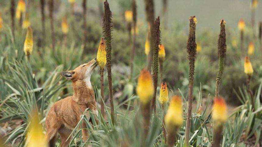 Image extraite du documentaire « Le Secret du loup d’Éthiopie ».