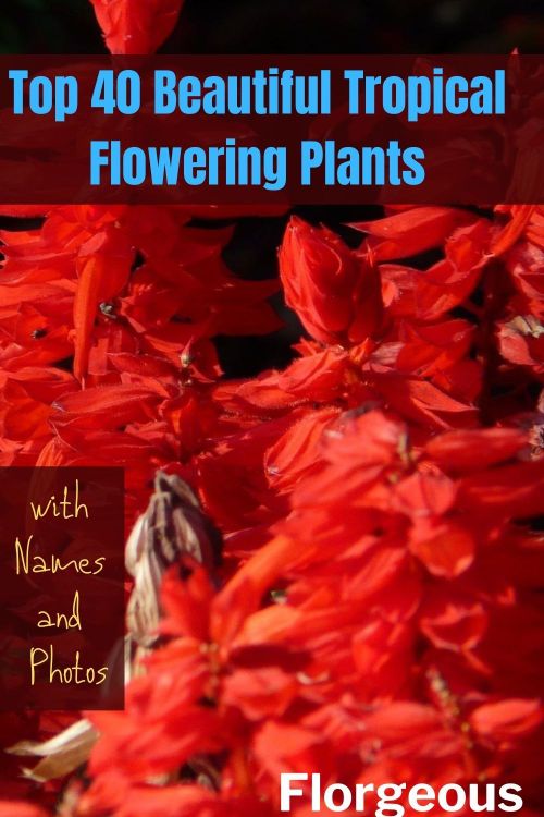 the top 40 beautiful tropical flowering plants with names and photos by floreous flowers