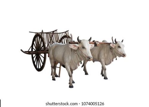 Cows with cart on white background Stock Photo