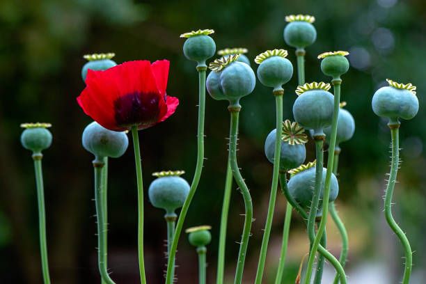 close-up image of the beautiful summer flowering red opium poppy and seed heads also known as papaver somniferum - opium poppy stock pictures, royalty-free photos & images