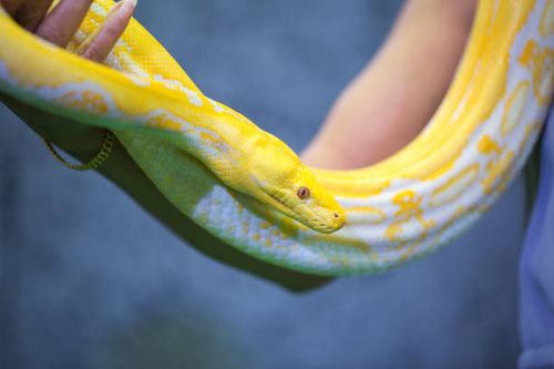 reticulated python,snake - reticulated python stock pictures, royalty-free photos & images