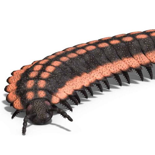 Arthropleura