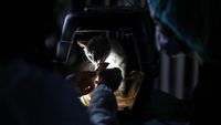 Hundreds of pets were rescued following Venezuela’s earthquakes. Now they’re looking for their families - CNN