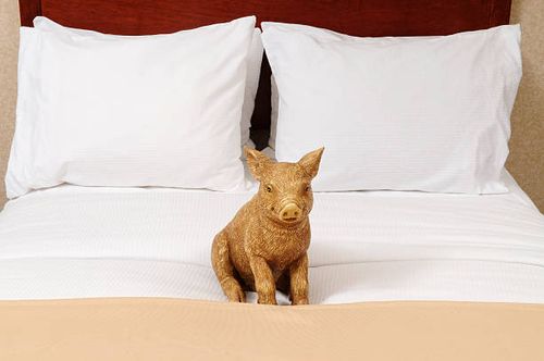 Pig & Pillow Pig & Pillow pig-bed stock pictures, royalty-free photos & images