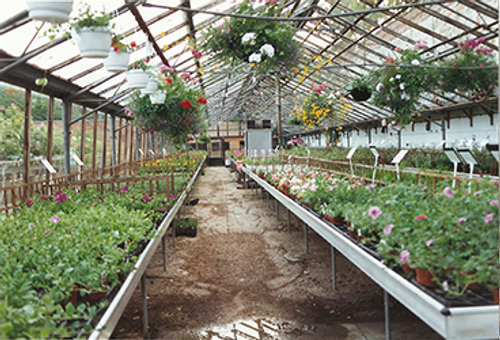 Freeland Nurseries