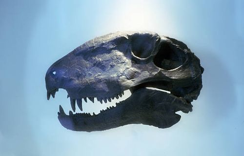 dinosaur - dinosaur head stock pictures, royalty-free photos & images