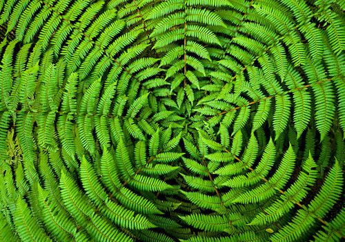 fern circle background - nature stock pictures, royalty-free photos & images