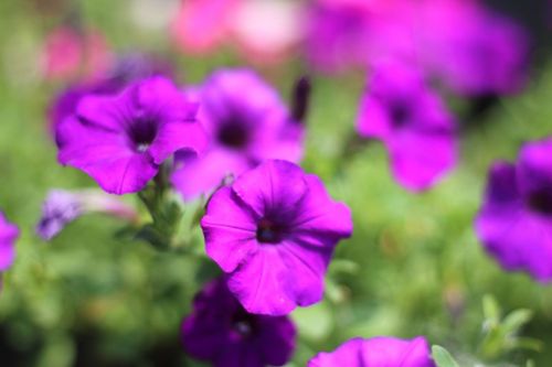 purple flowers