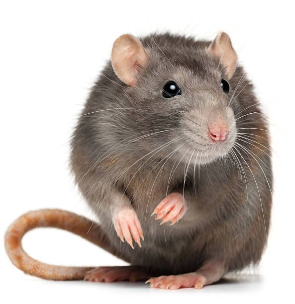 TT0