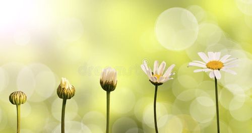 Daisies on green nature background, stages of growth. Nature stock images, royalty-free photos and pictures