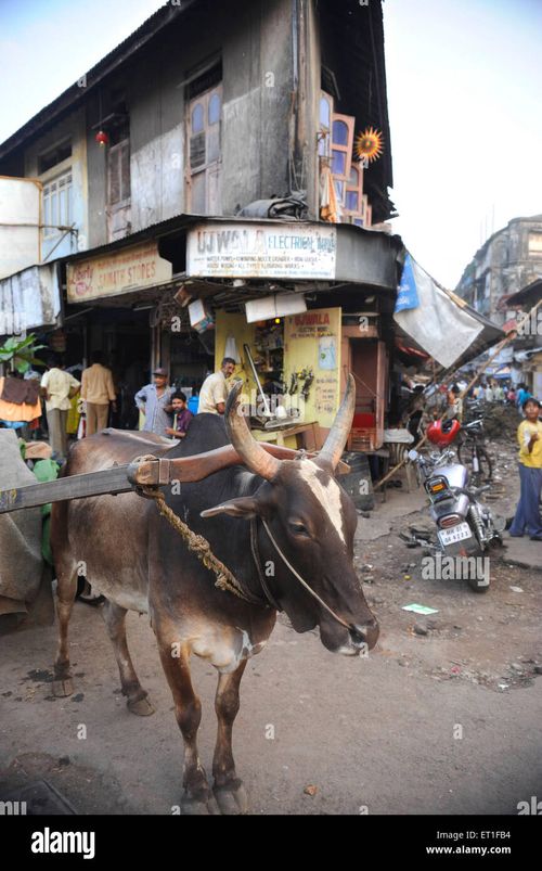 Bullock cart ; Bombay Mumbai ; Maharashtra ; India - Stock Image