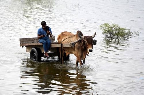 Man checks his phone while riding a bullock cart along a waterlogged road following a rainfall on the outskirts of Ajmer on August 3, 2023.