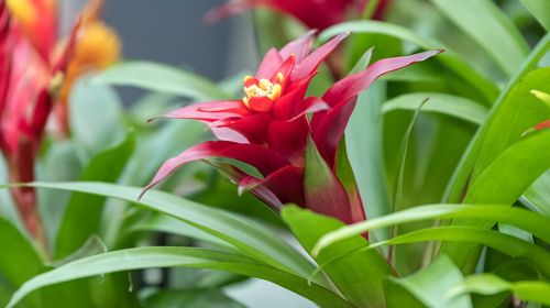 one of the flowering plants in tropical rainforest, Guzmania lingulata