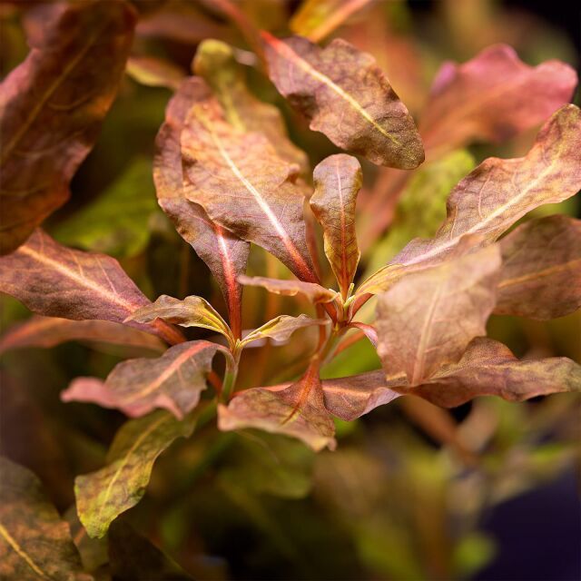  Hygrophila Brown