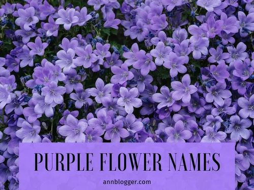 purple flowers with the words purple flower names