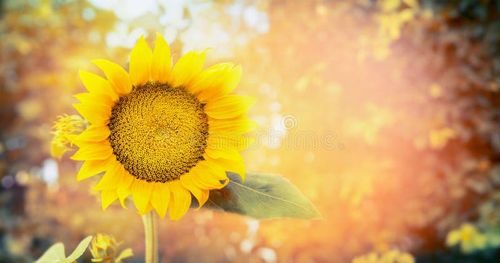 Big sunflower on nature background, banner for website. Nature stock images, royalty-free photos and pictures