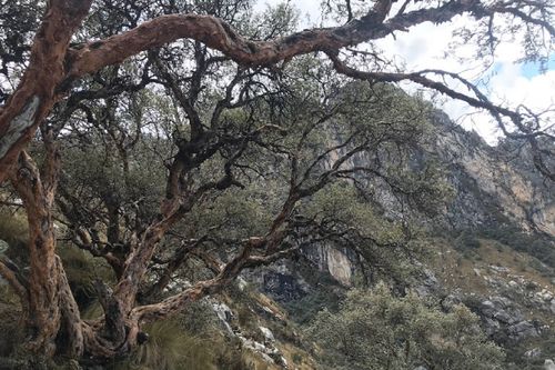 A mature polylepis tree. Called queñual in local dialects in Peru, the polylepis includes 28 species of trees and shrubs. With their thick peeling bark, small waxy leaves, and stunted growth, polylepis trees are well adapted to the extreme temperatures, frequent droughts, strong winds and periodic fires that characterize the high Andes.