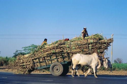 Indian Bullock cart heavily loaded by sugarcane for factory Dist Solapur Maharashtra India. Indian bullock cart stock images, royalty-free photos and pictures