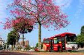 石狮濠江路边异木棉盛开