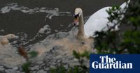 Regulators urged to act over water companies’ record sewage discharge | Water | The Guardian