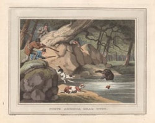 Antique North America Bear Hunt, aquatint engraving field sport print, 1813