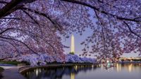 NPS: “projection for peak bloom dates (coming) Next week (Thurs, 2/29)” - PoPville