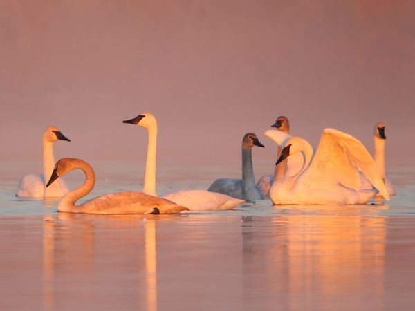 three swans are swimming in the water together