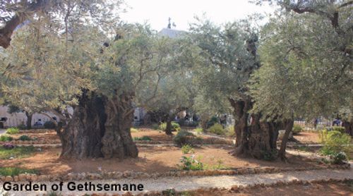 Garden of Gethsemane picture