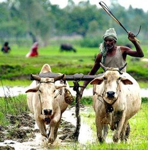 a man is plowing the land with two bulls in his hand and holding a stick