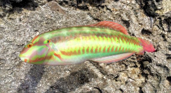 slippery dick ryba