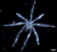 Hairy-legged red-eyed sea spiders discovered in the Salish Sea - EurekAlert!