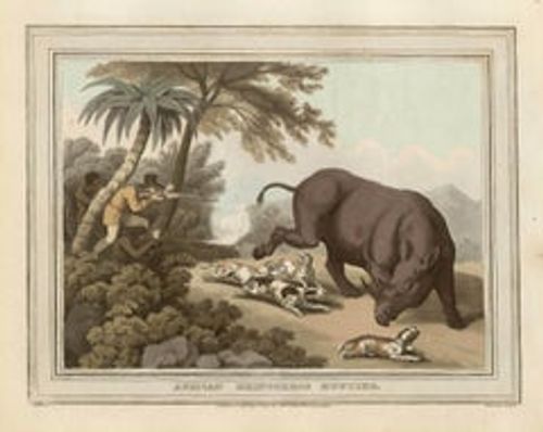 African Rhinoceros Hunting, Antique African hunting engraving print, 1813