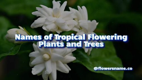 Names of Tropical Flowering Plants and Trees