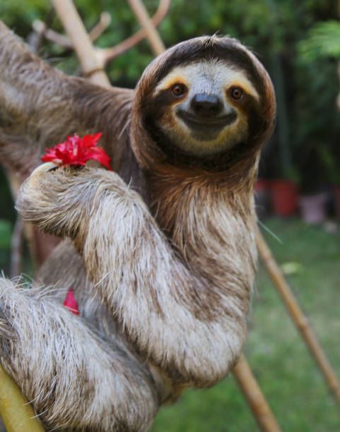 Happy, rescued Sloth Happy, rescued Sloth memes stock pictures, royalty-free photos & images