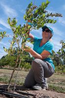 LPT: If you are looking to grow blueberries but lack horizontal garden space, look into grafting onto a "blueberry tree" rootstock.